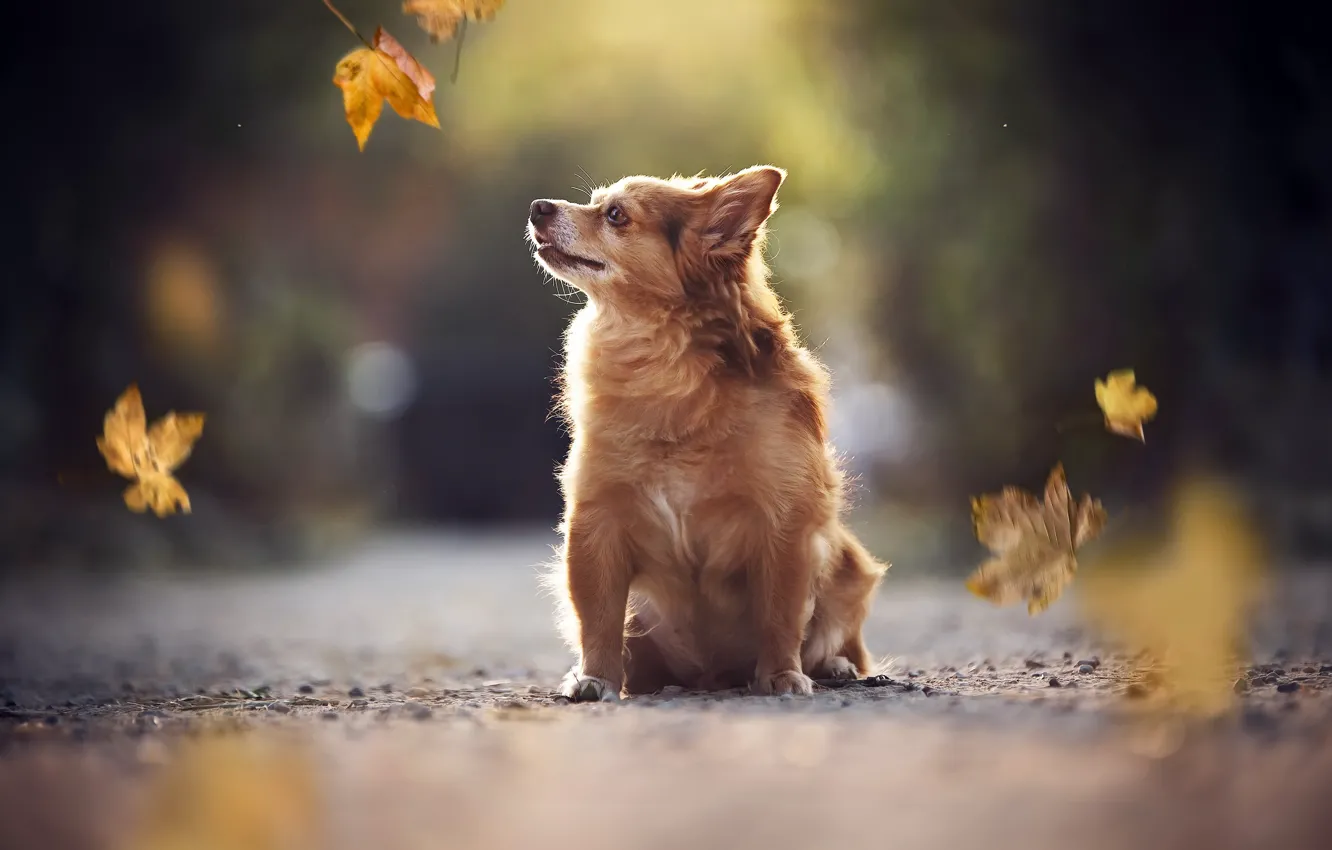 Photo wallpaper autumn, each, dog
