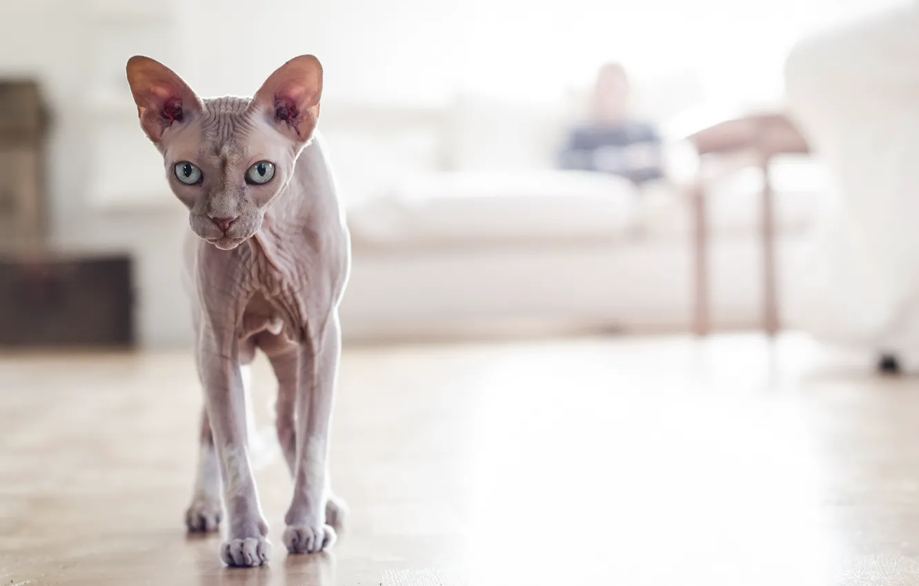 Photo wallpaper cat, sphynx, hairless