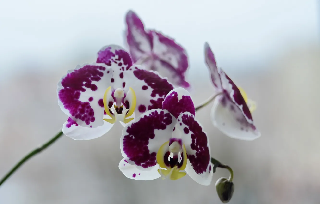 Photo wallpaper stem, exotic, Orchid, flowers