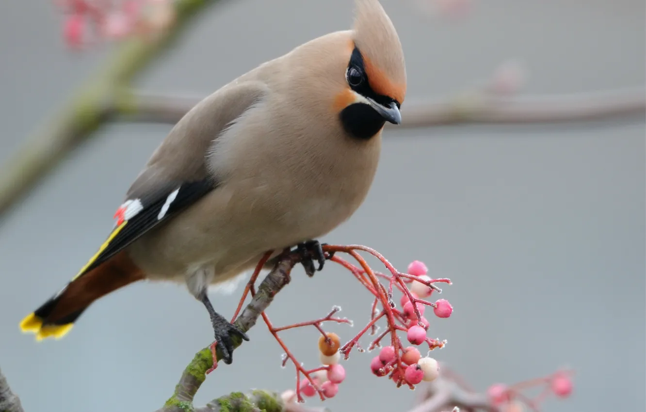 Photo wallpaper macro, berries, bird, branch, pink, bird, The Waxwing