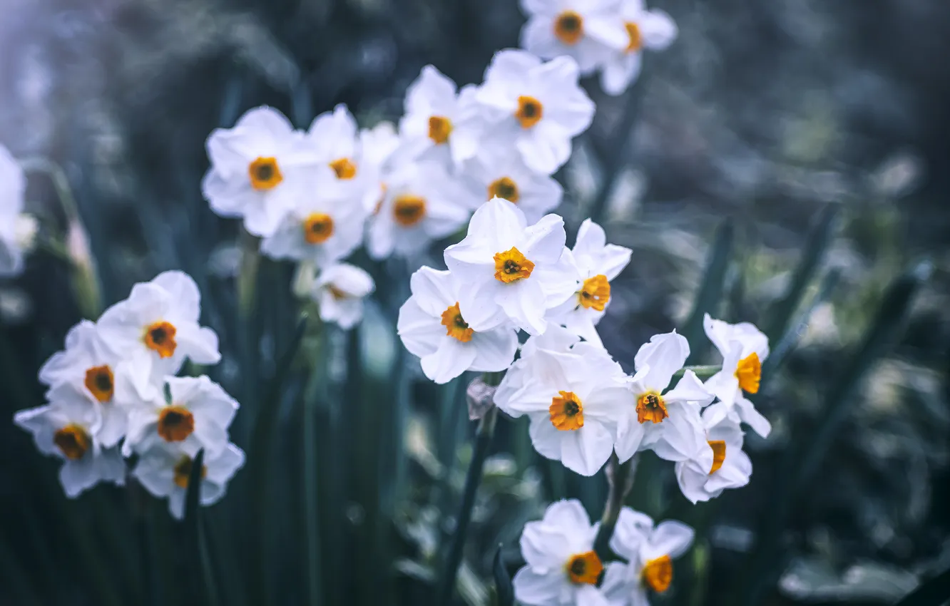 Photo wallpaper flowers, spring, garden, white, flowerbed, blur, daffodils, bokeh