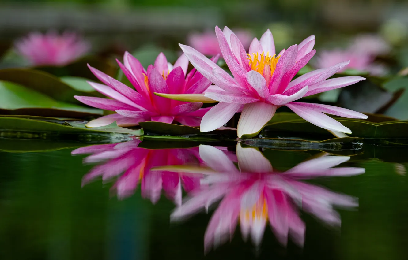 Photo wallpaper water, flowers, lake, pond, reflection, Lily, pink, water lilies