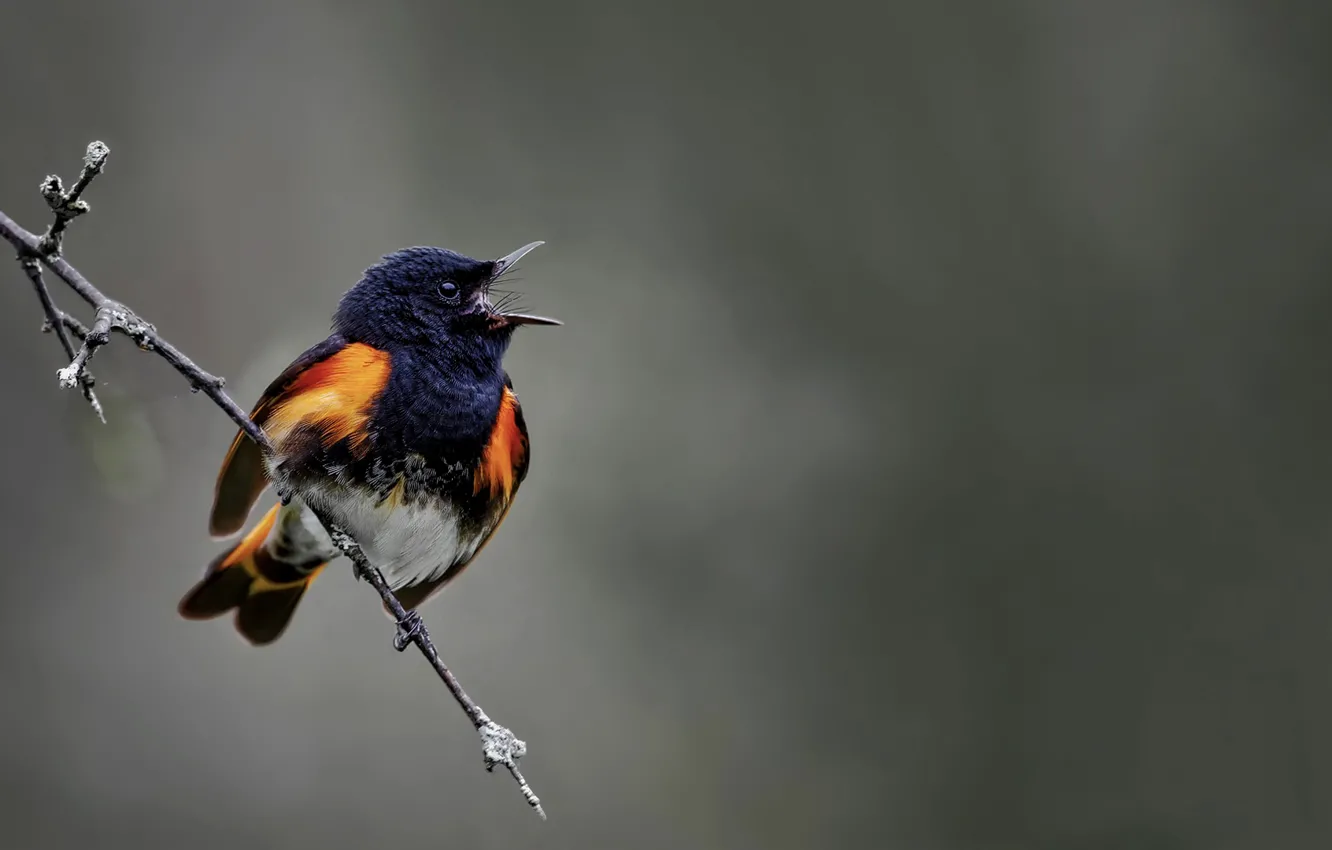 Photo wallpaper branches, bird, bird, American Redstart