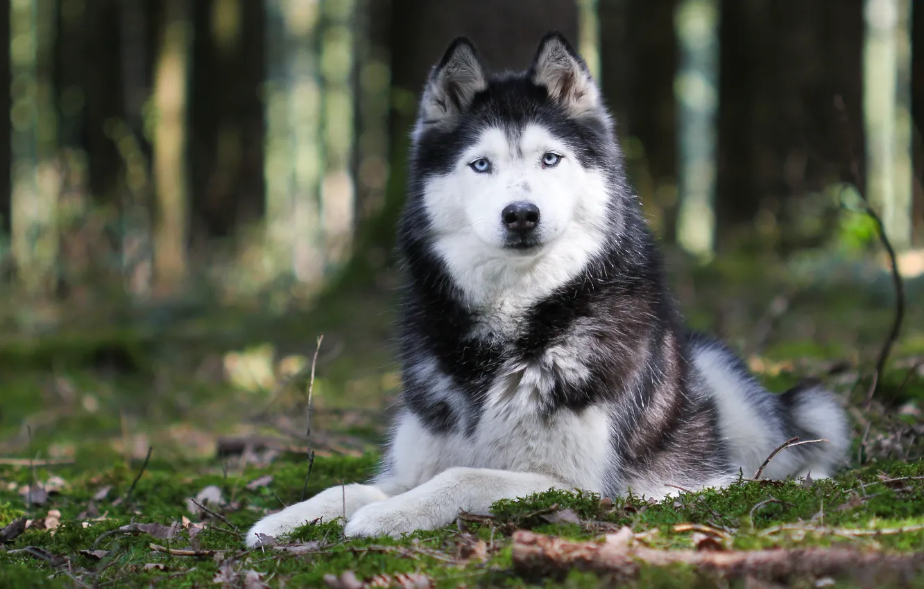 Photo wallpaper nature, animal, dog, paws, ears, husky, breed. look