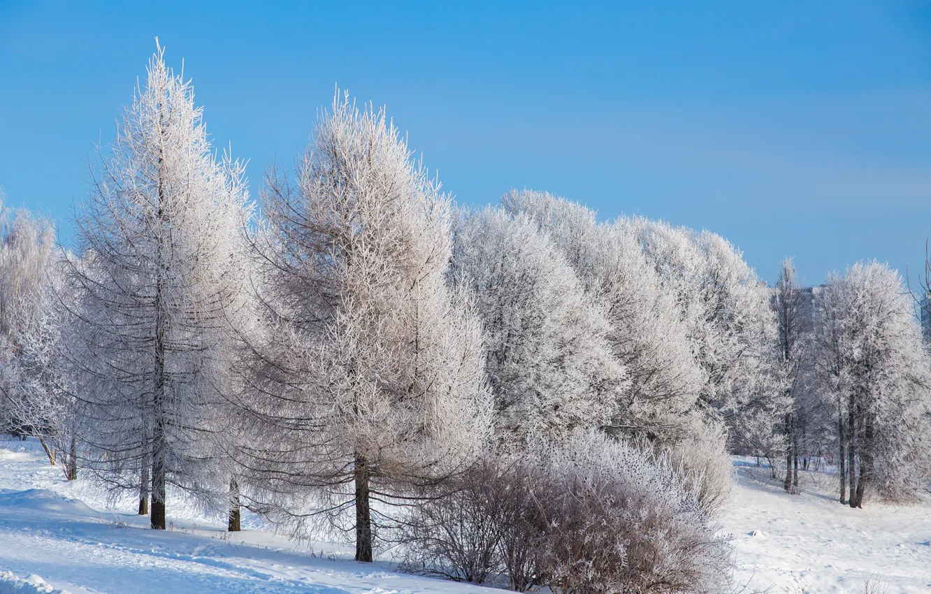 Photo wallpaper winter, snow, trees, landscape, winter, tree, forest, landscape