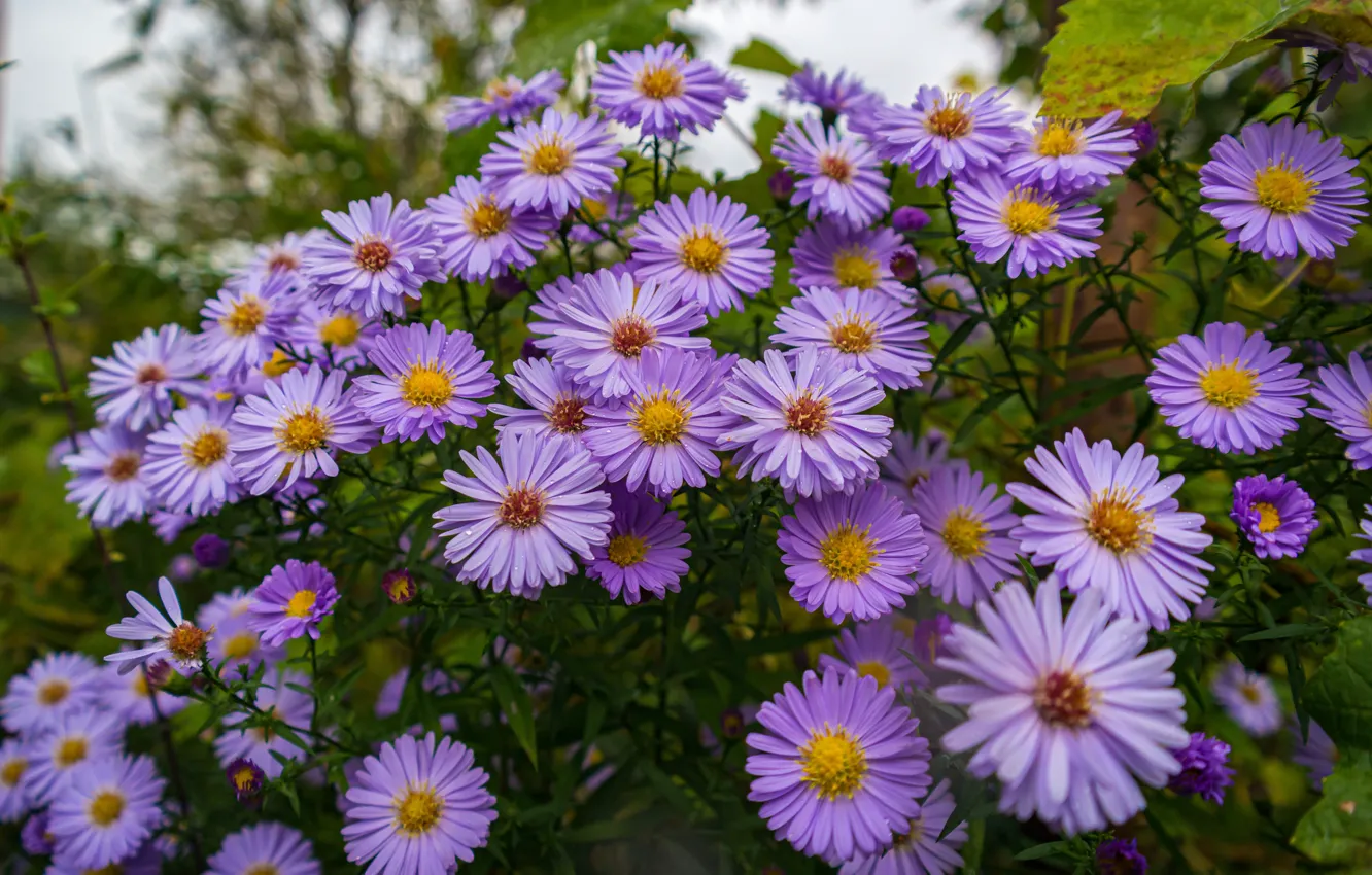 Photo wallpaper flowers, garden, pink, the bushes, lilac, asters