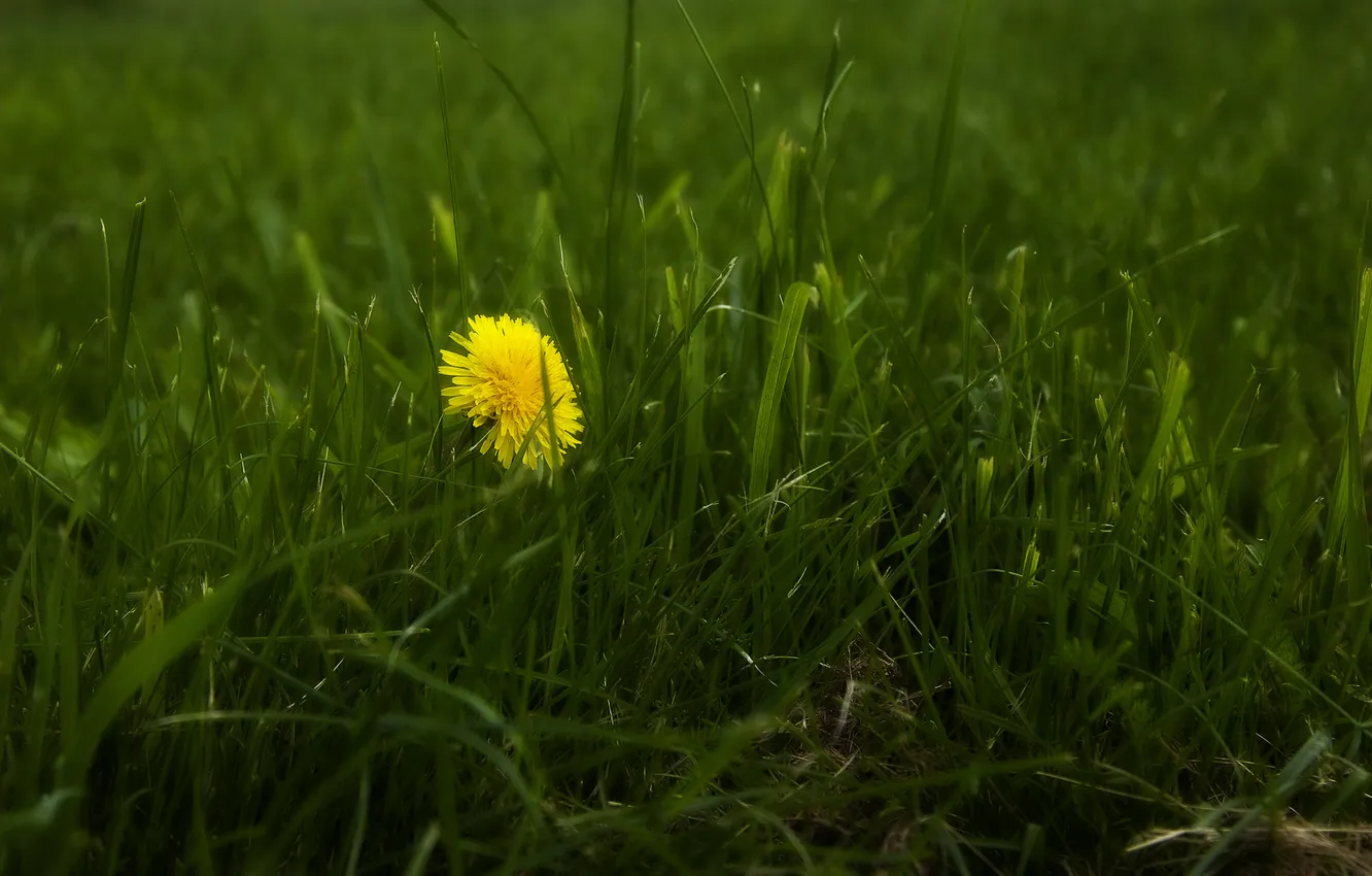 Photo wallpaper grass, macro, flowers, nature, photo, Wallpaper