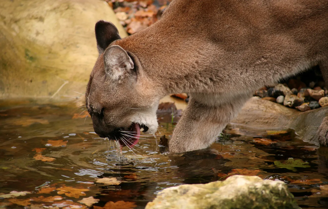 Photo wallpaper cat, leaves, water, stones, Puma, drink, mountain lion, Cougar