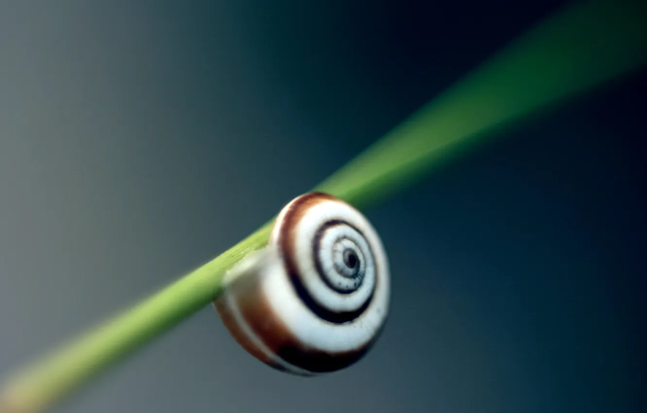 Photo wallpaper snail, a blade of grass, bokeh