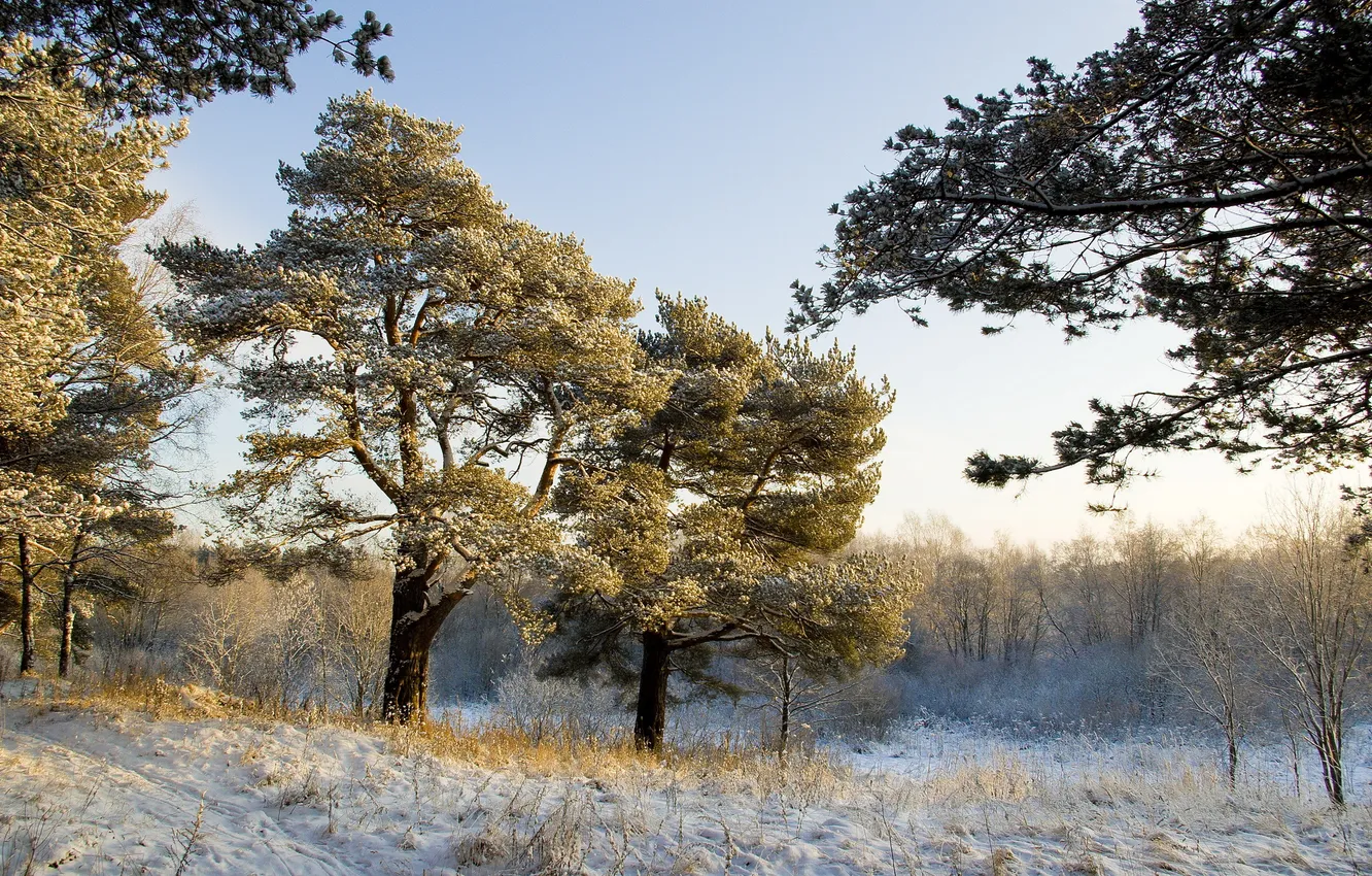 Photo wallpaper winter, trees, landscape, nature