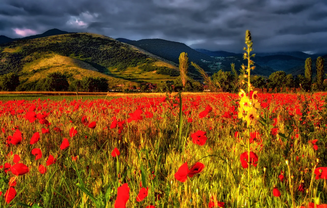 Photo wallpaper field, flowers, mountains, Maki, Bulgaria