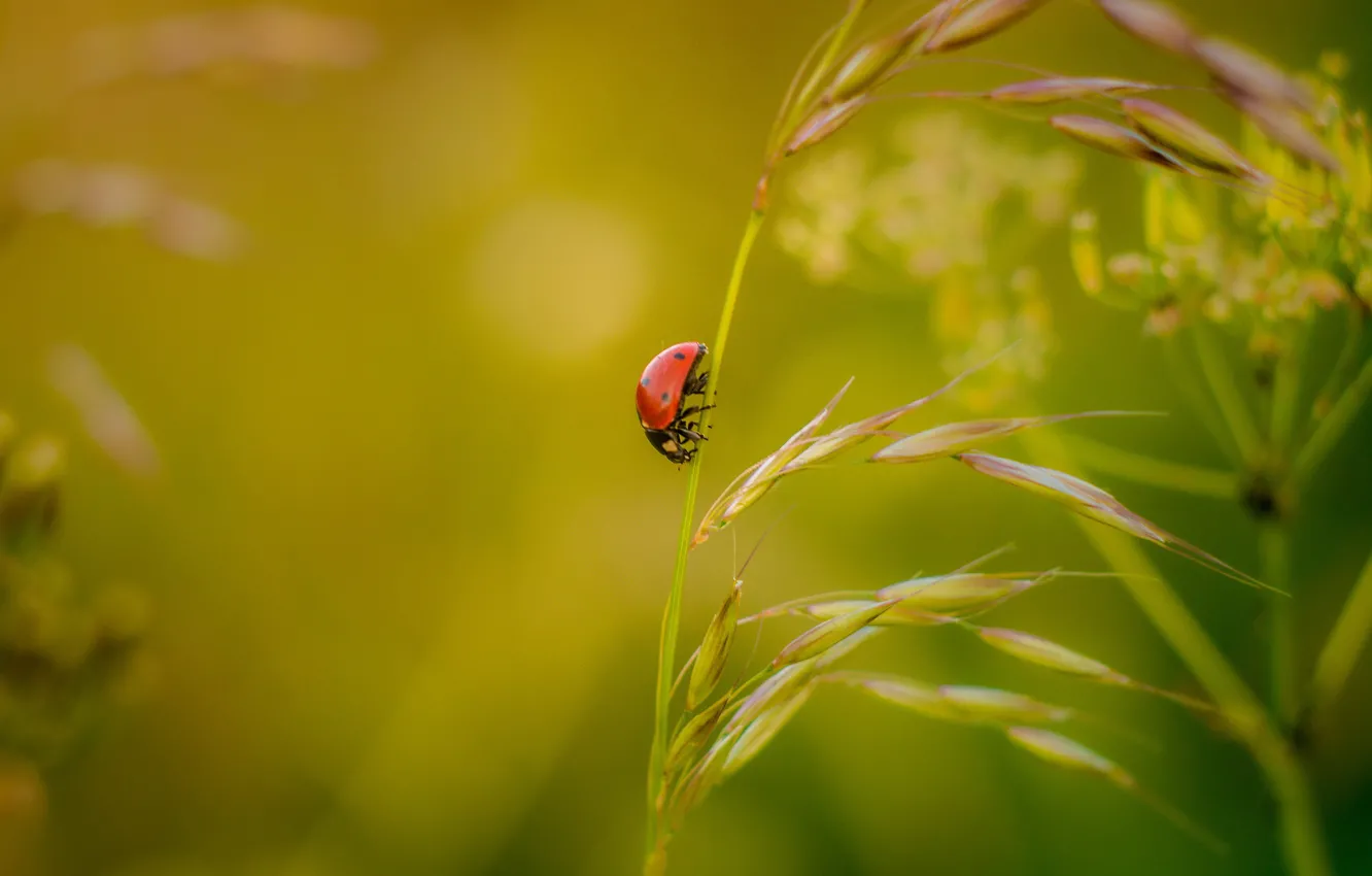 Photo wallpaper macro, nature, ladybug, beetle, insect, a blade of grass, bokeh