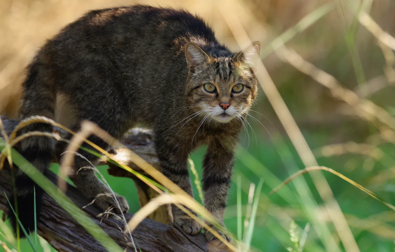 Photo wallpaper cat, cat, look, nature, pose, grey, log, striped
