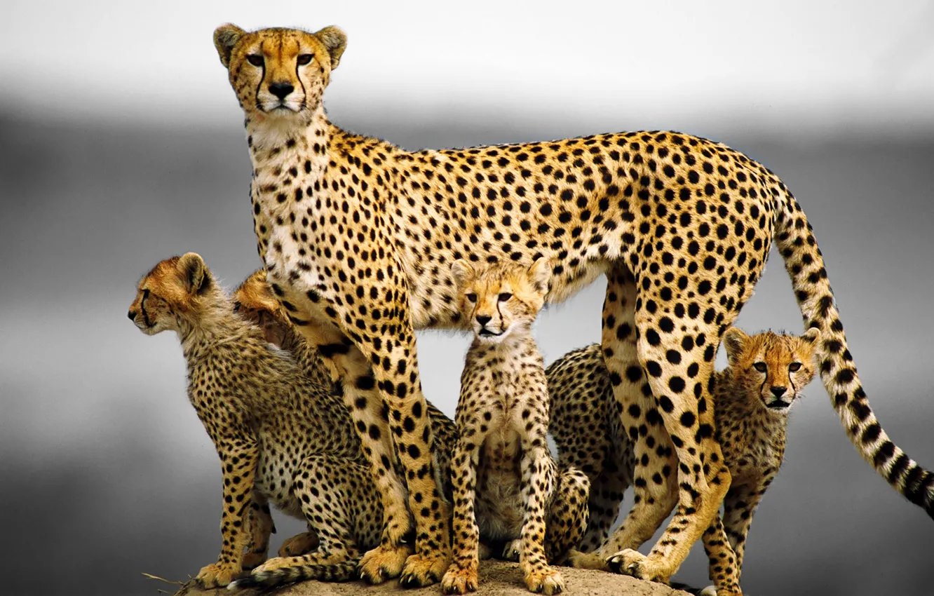 Photo wallpaper cat, family, kittens, Cheetah