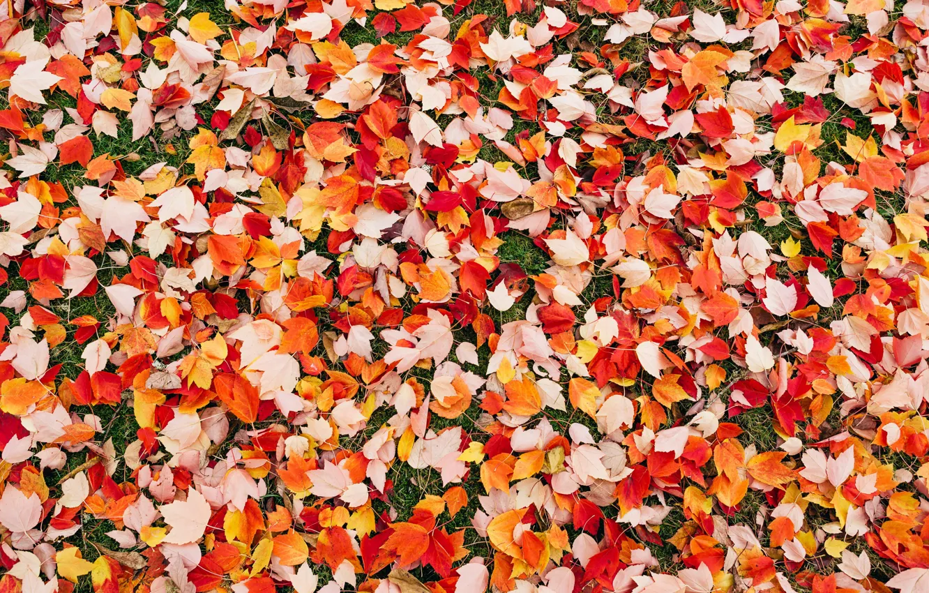 Photo wallpaper autumn, leaves, nature