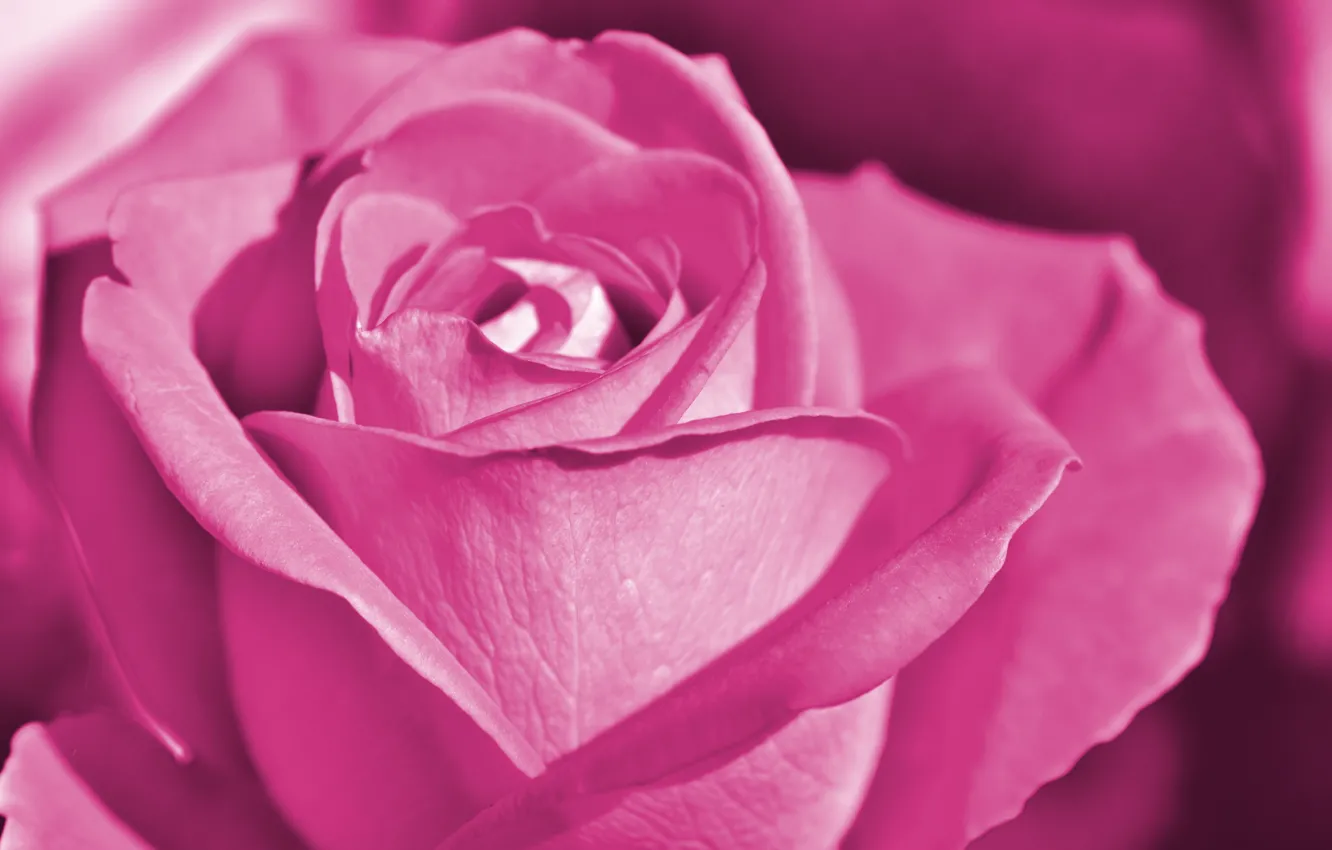 Photo wallpaper macro, pink, rose, Bud