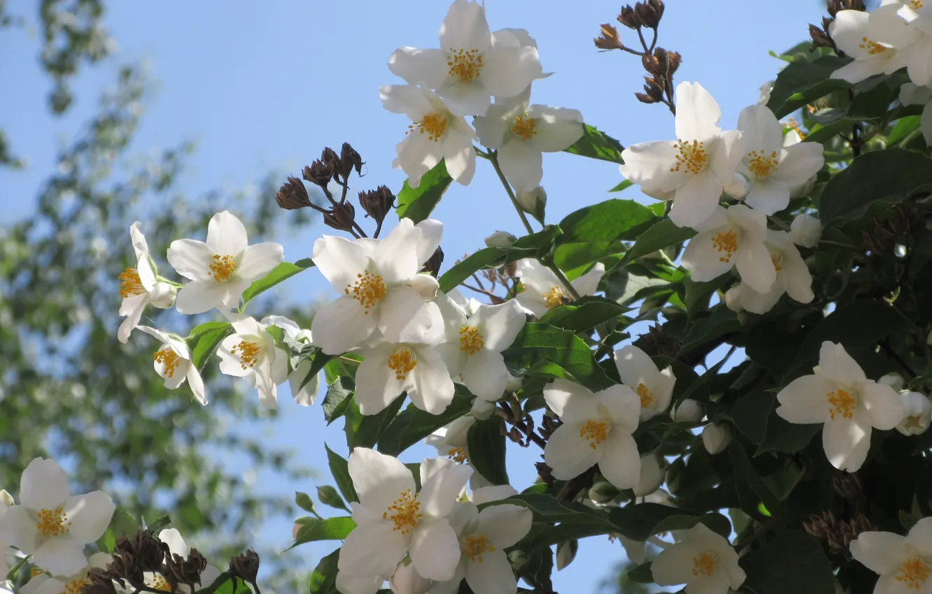 Photo wallpaper the sky, white flowers, Jasmine, spring 2018, Meduzanol ©