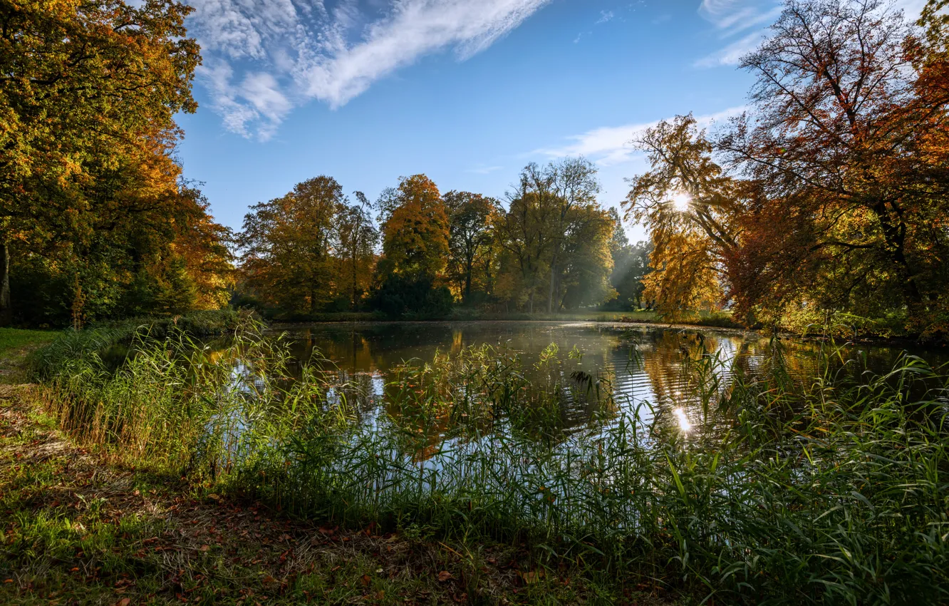 Photo wallpaper autumn, the sky, grass, the sun, trees, pond, Park, Netherlands