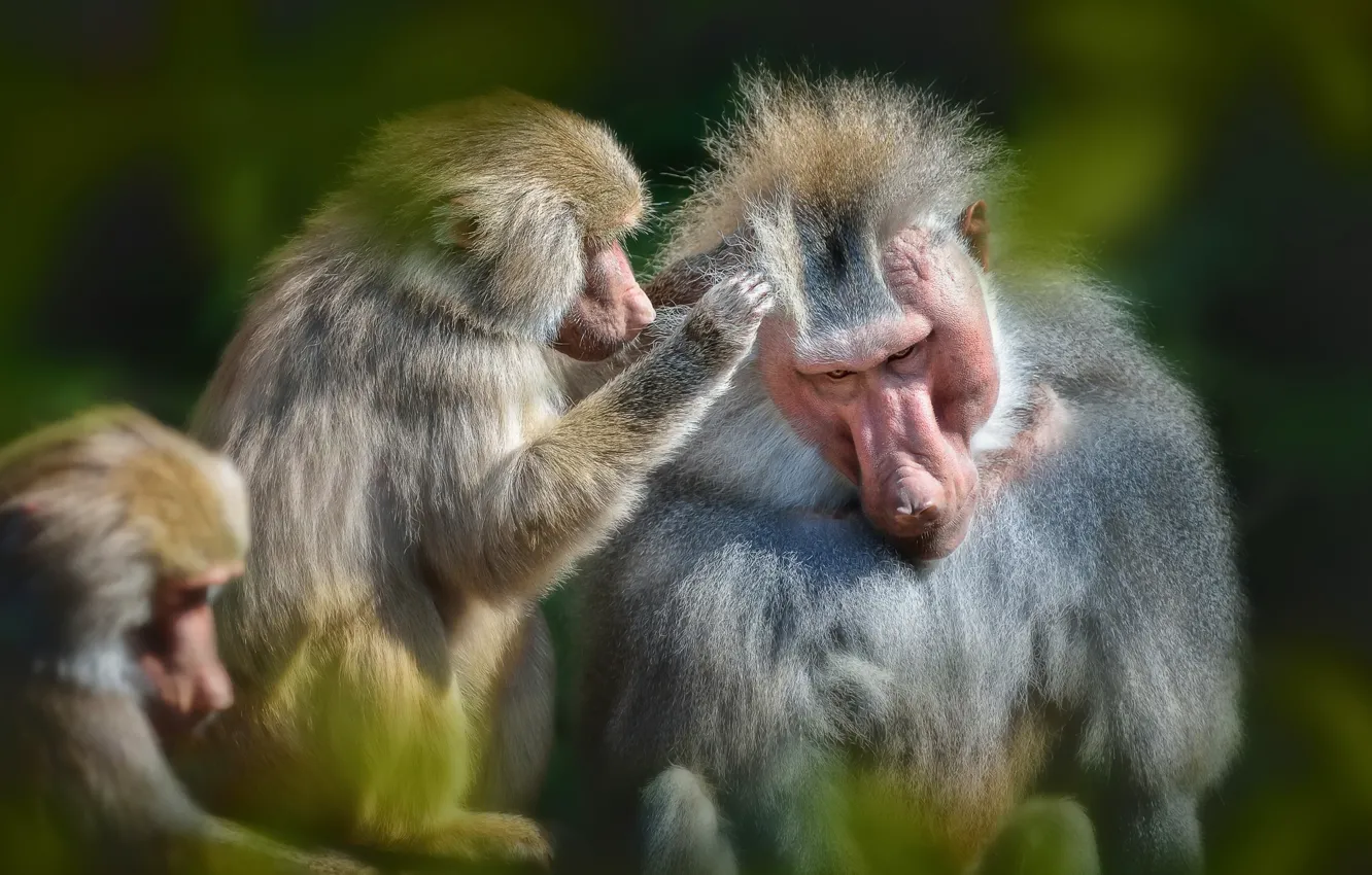Photo wallpaper nature, background, monkey