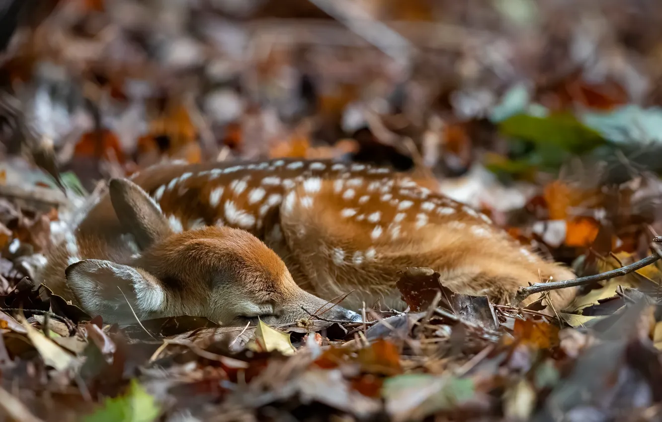 Photo wallpaper forest, nature, fawn