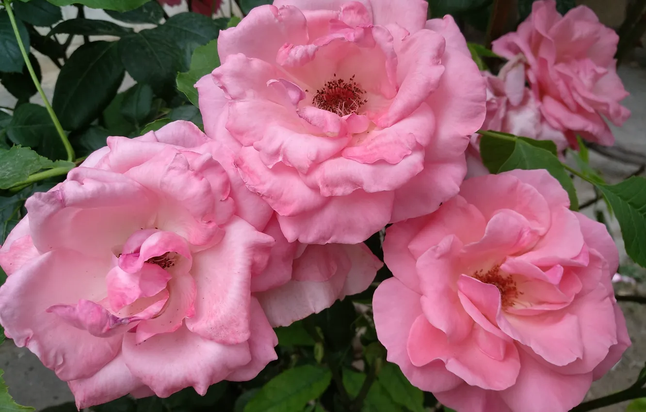 Photo wallpaper Roses, Roses, Pink roses, Pink roses