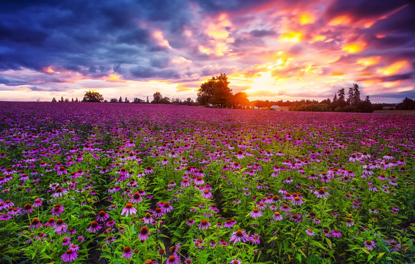 Photo wallpaper field, sunset, Echinacea