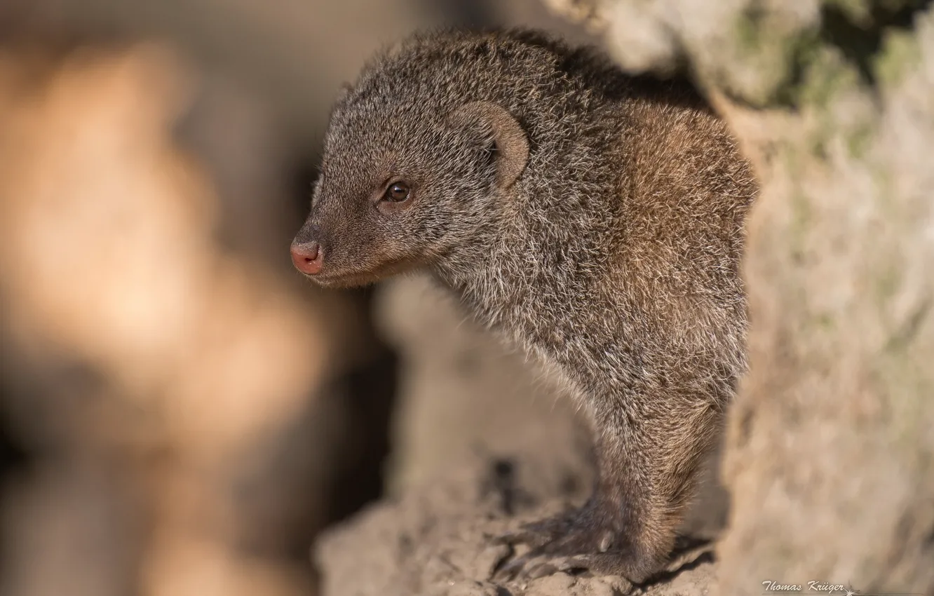 Photo wallpaper Striped mongoose, Mungo, Zebra mongoose