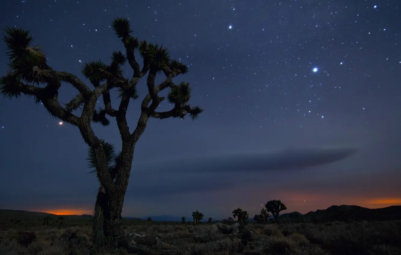 Photo wallpaper Sand, Tree, Night, Desert, Mexico, CA, USA, Stars