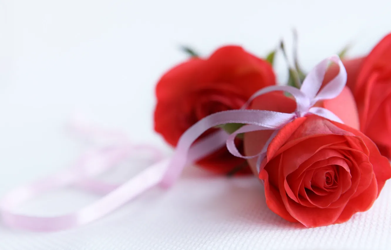 Photo wallpaper white, red, background, gift, roses, tape, buds
