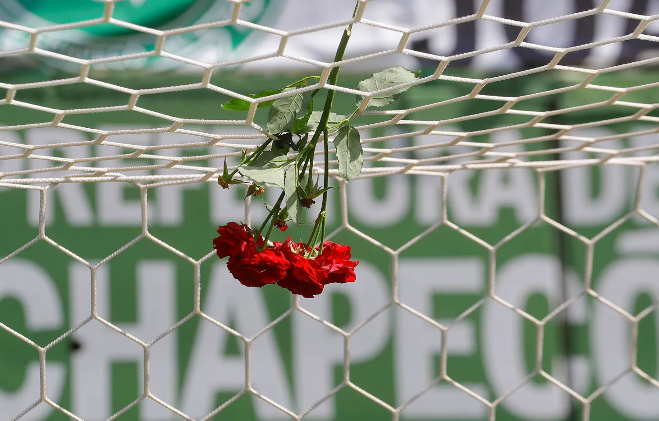 Photo wallpaper flowers, memory, mesh, football, roses, gate, Brazil, stadium