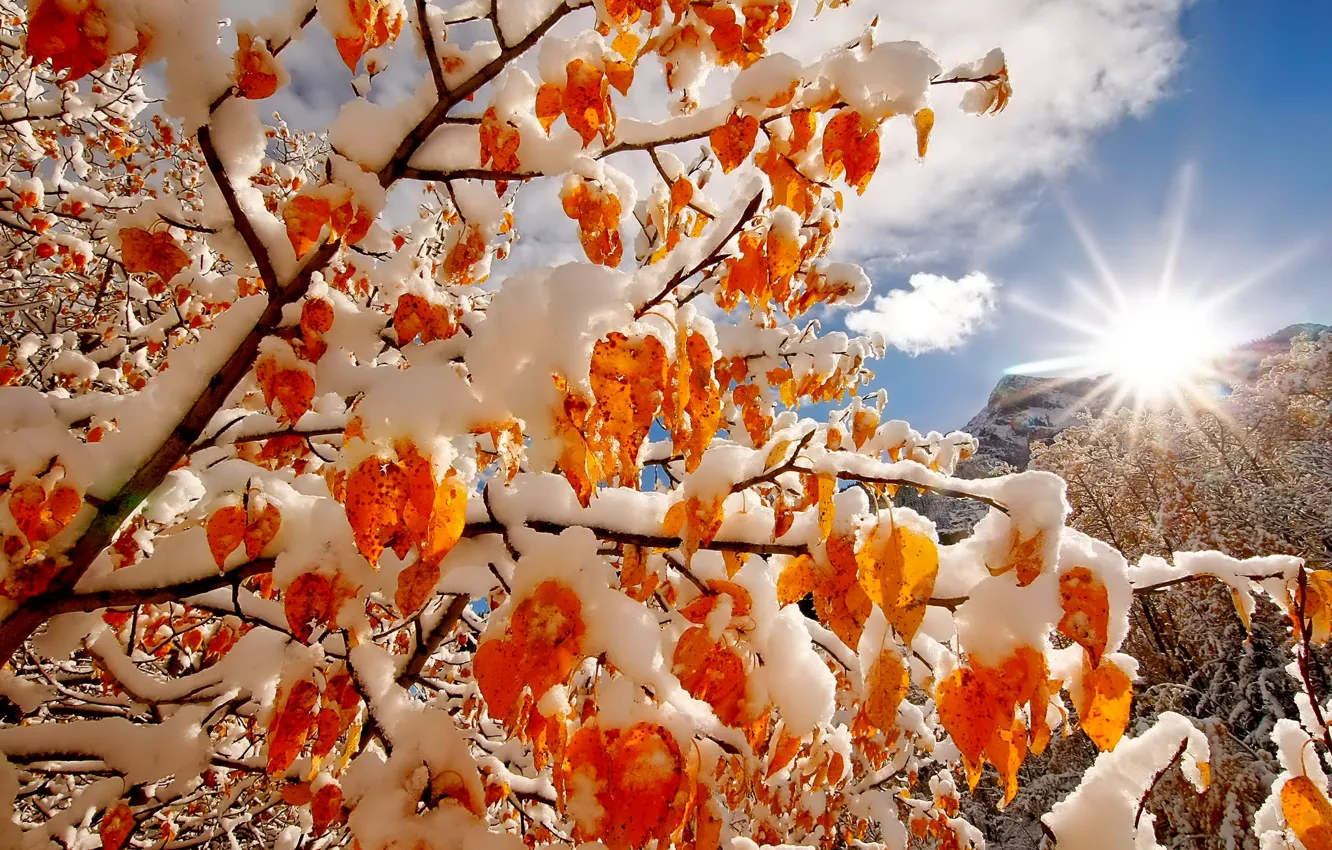 Photo wallpaper winter, the sky, the sun, clouds, light, snow, trees, mountains