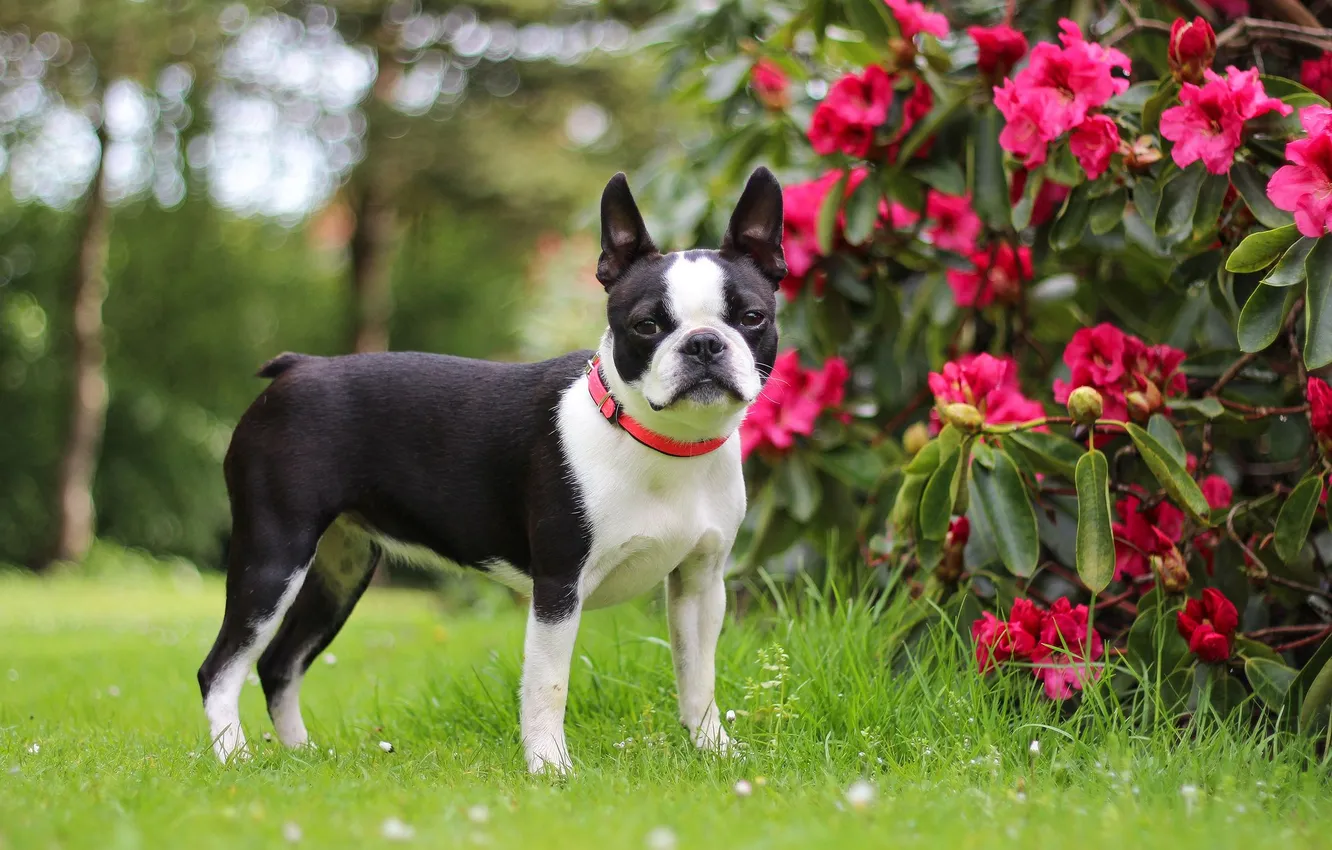 Photo wallpaper animals, dog, Boston terrier, smooth-haired