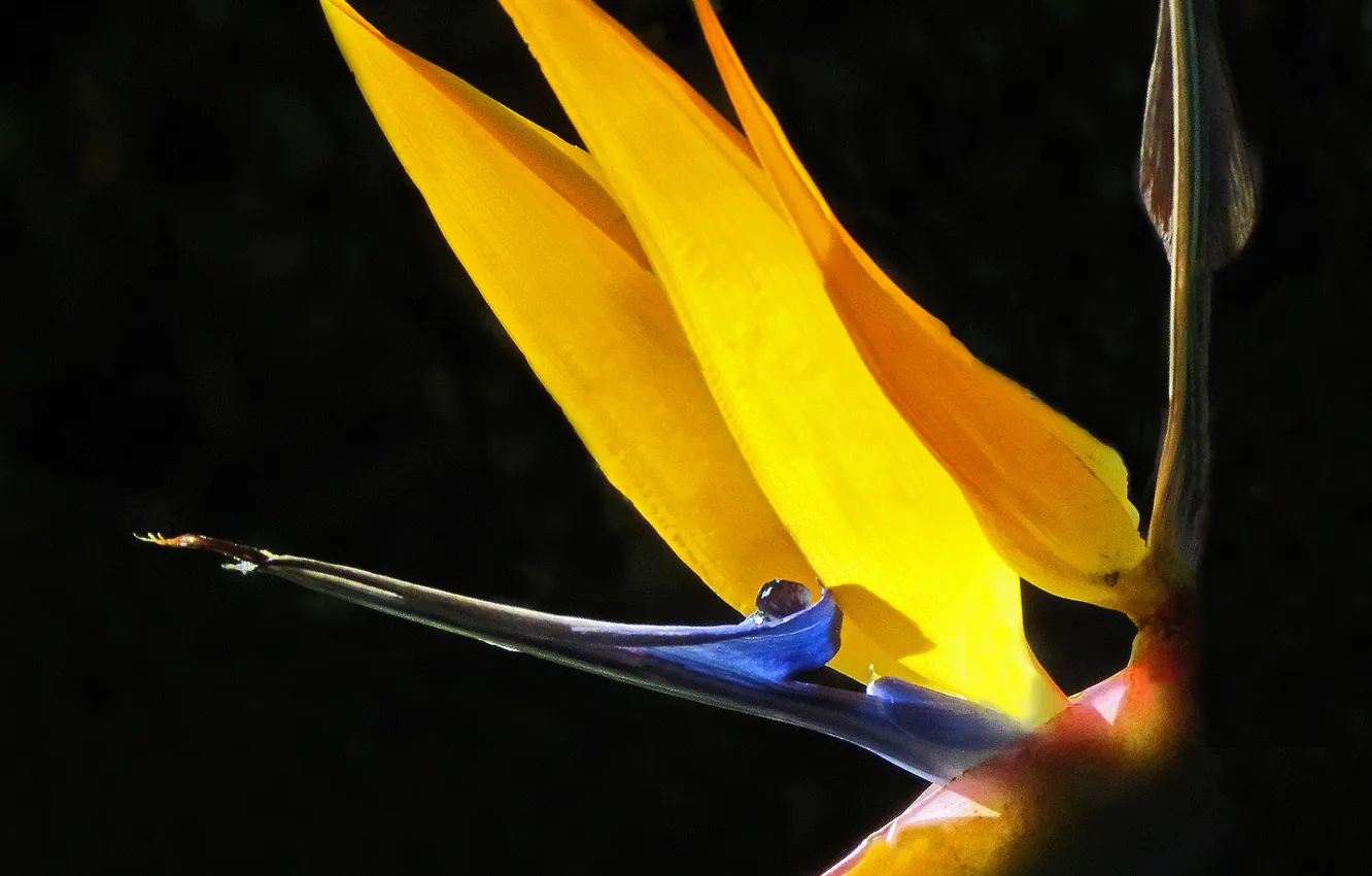 Photo wallpaper macro, flowers, flower, flowers, macro, Bird of Paradise