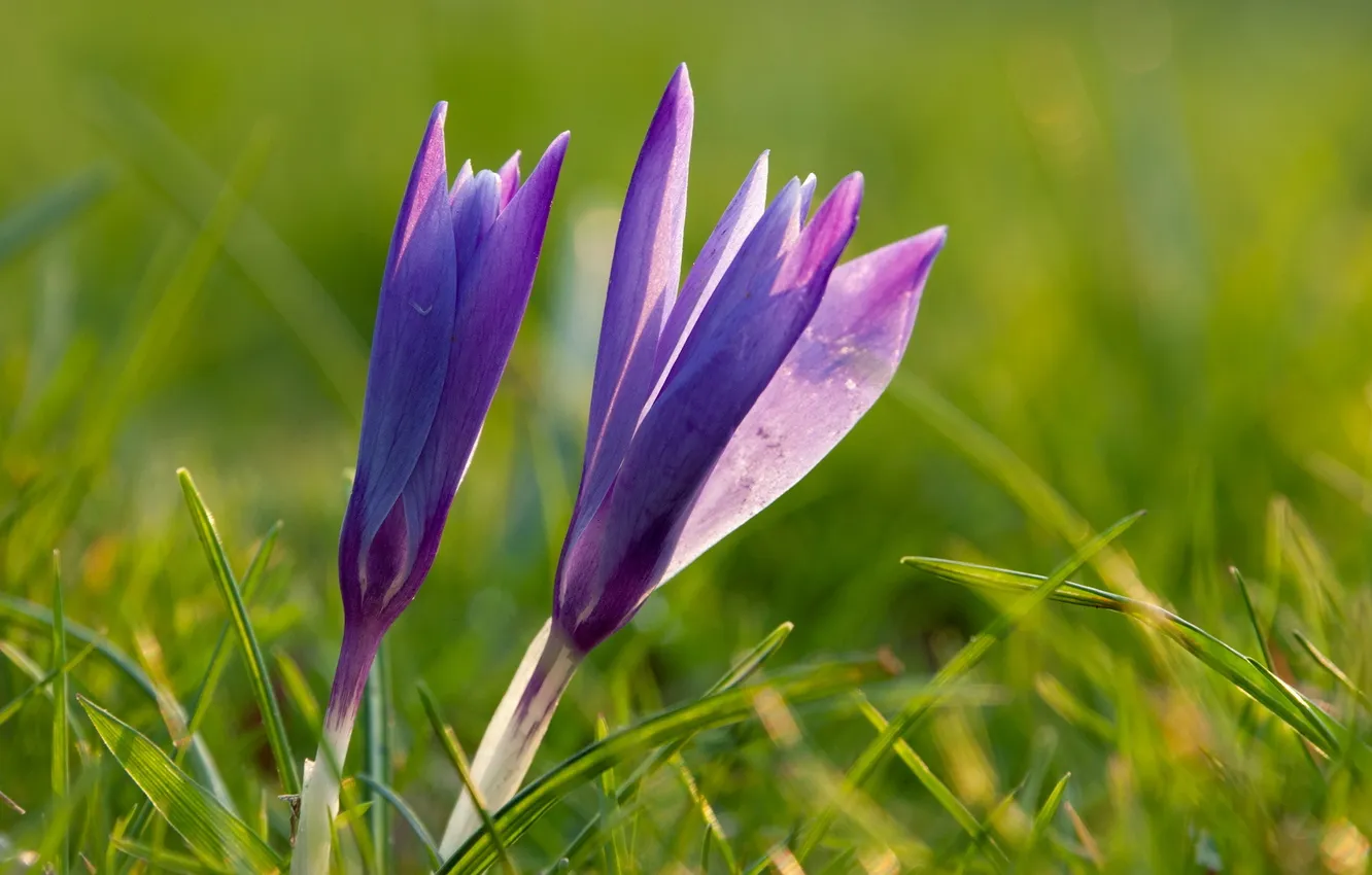 Photo wallpaper flowers, nature, spring, crocuses