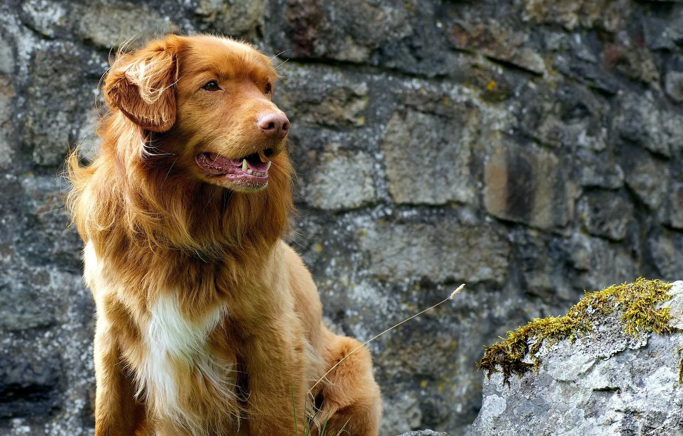 Photo wallpaper look, each, dog