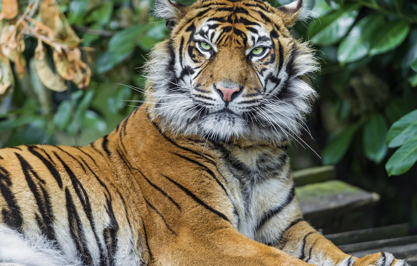 Photo wallpaper look, tiger, predator