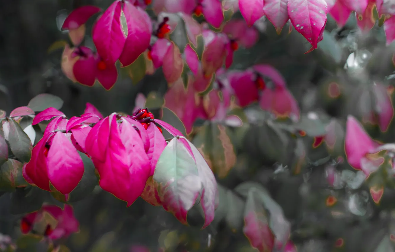 Photo wallpaper autumn, leaves, branches, berries, fruit