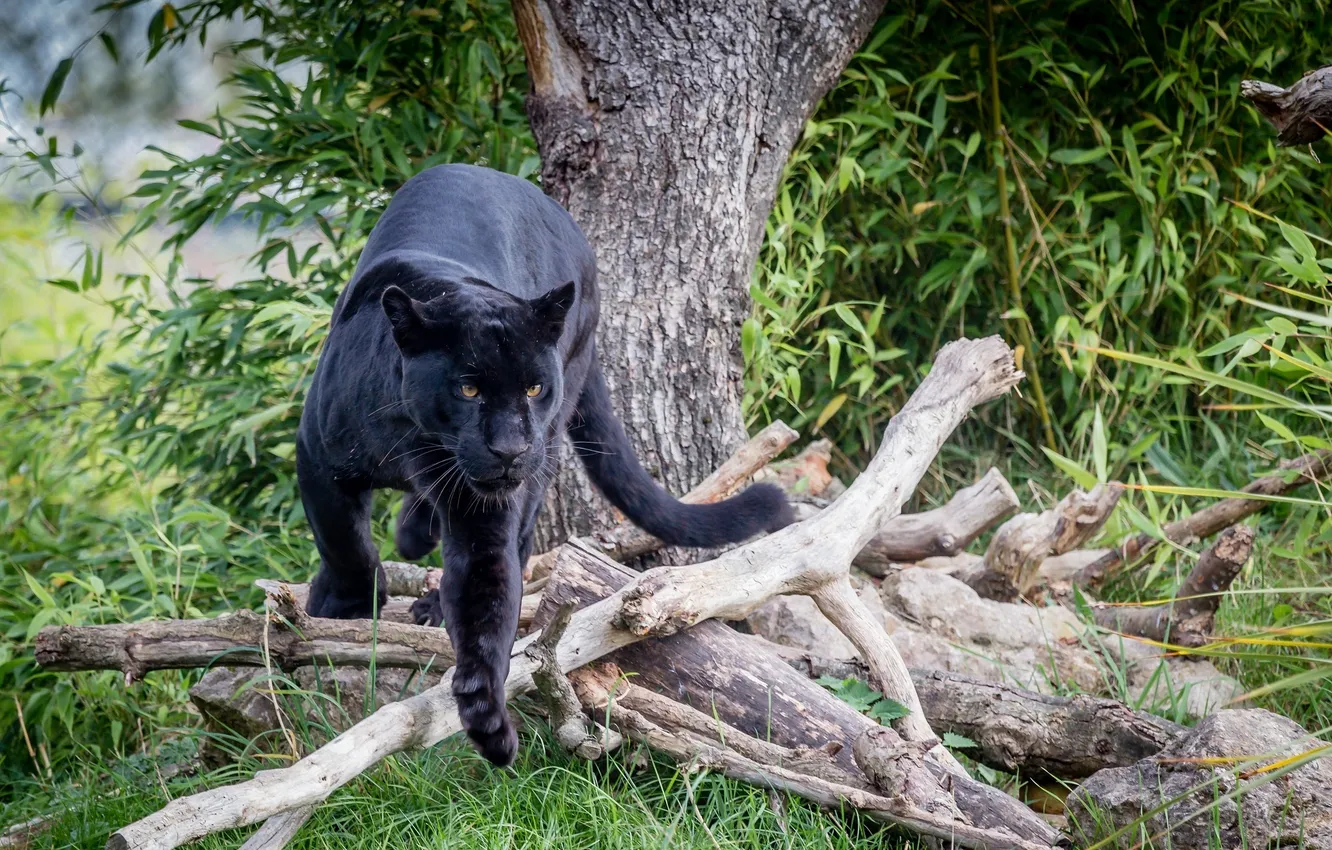 Photo wallpaper predator, Panther, Jaguar, wild cat