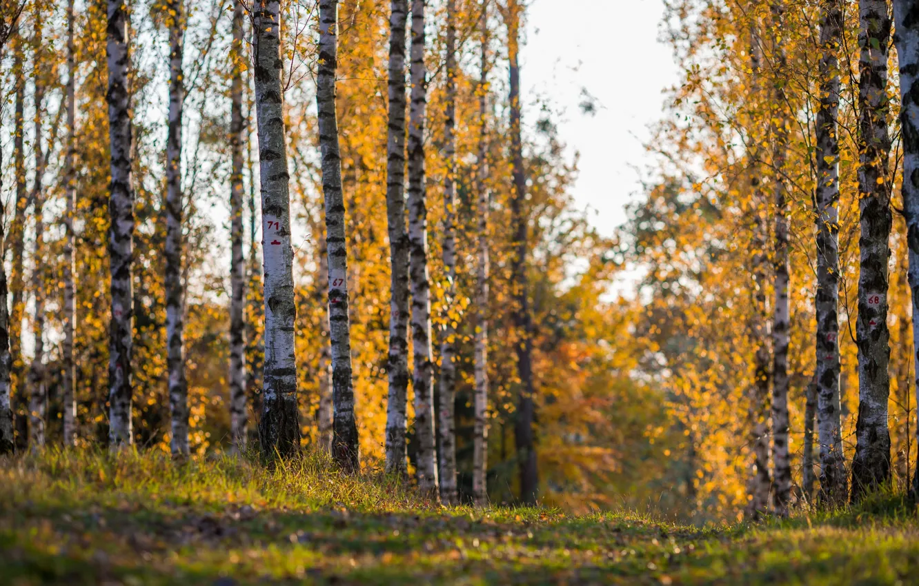Photo wallpaper autumn, nature, birch