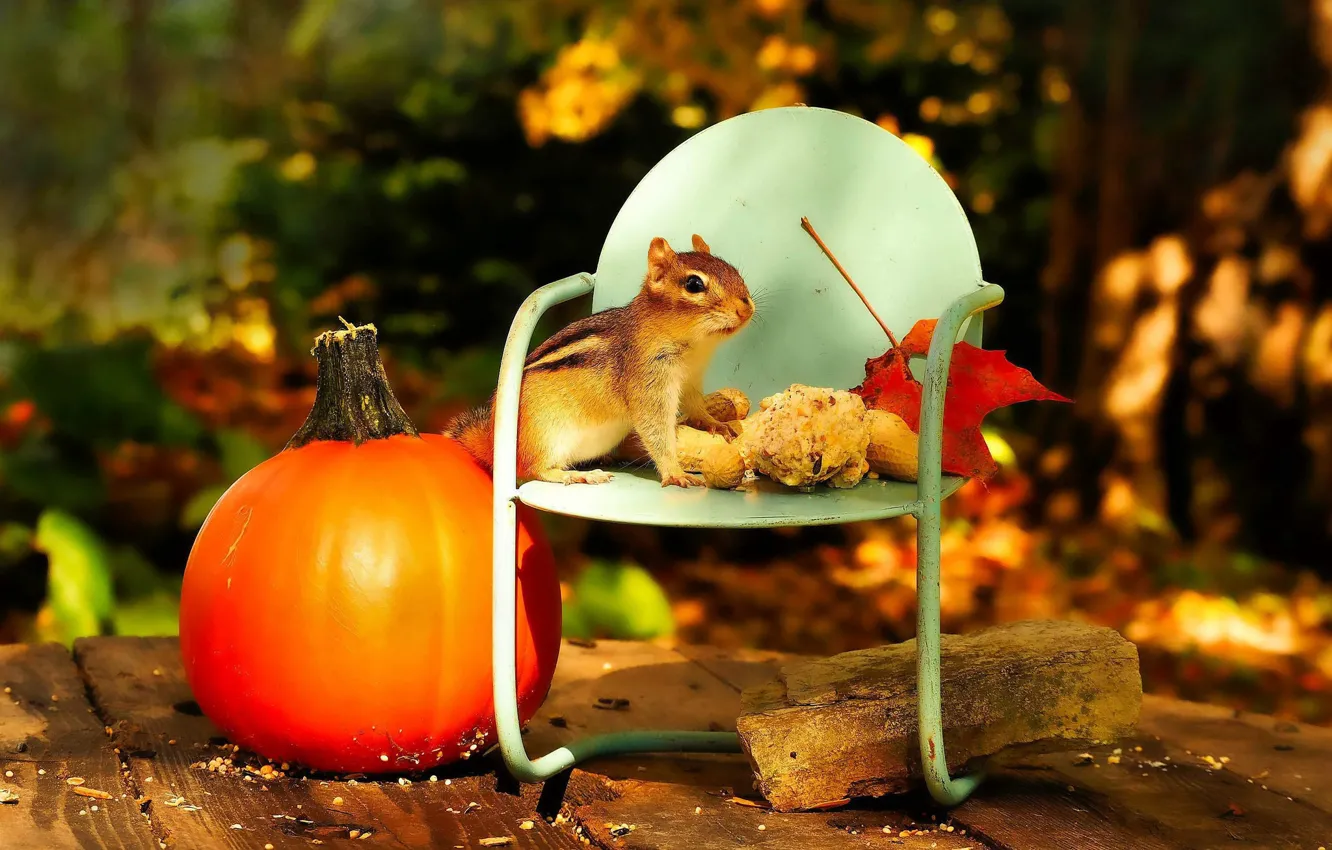 Photo wallpaper autumn, light, Board, garden, harvest, chair, pumpkin, Chipmunk