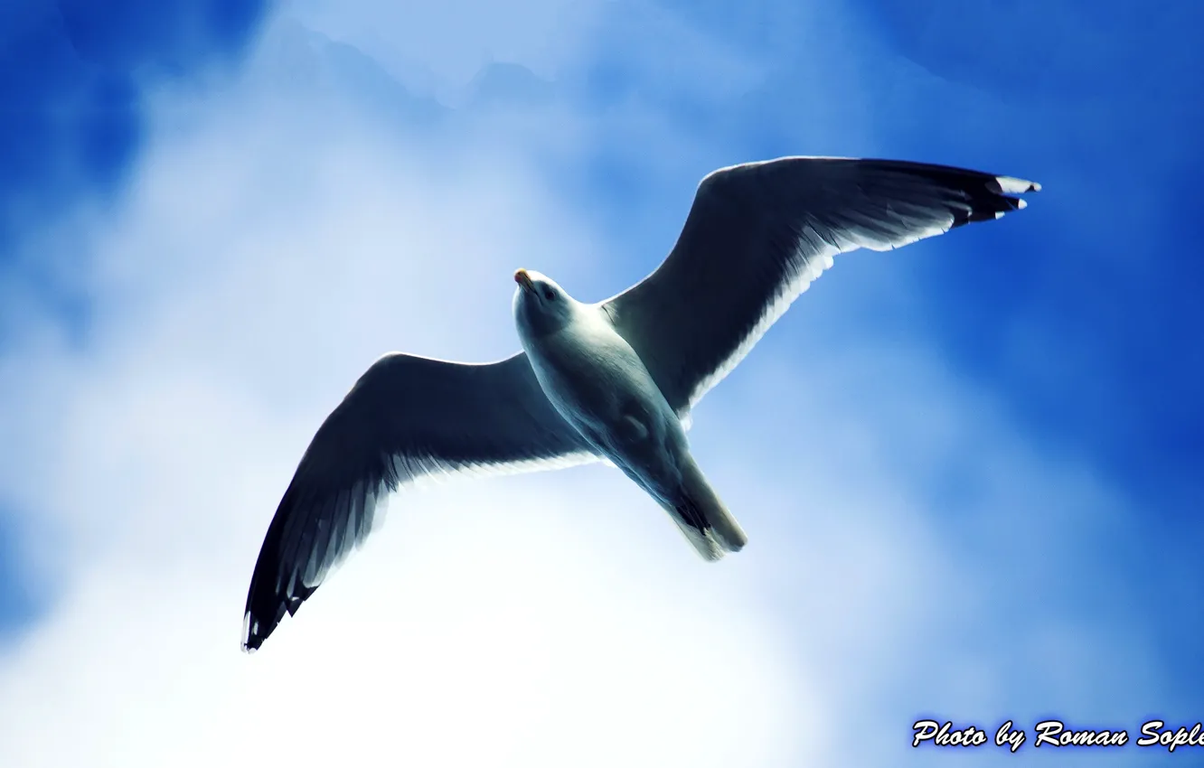 Photo wallpaper the sky, flying Seagull, Chuck, Seagull in the sky