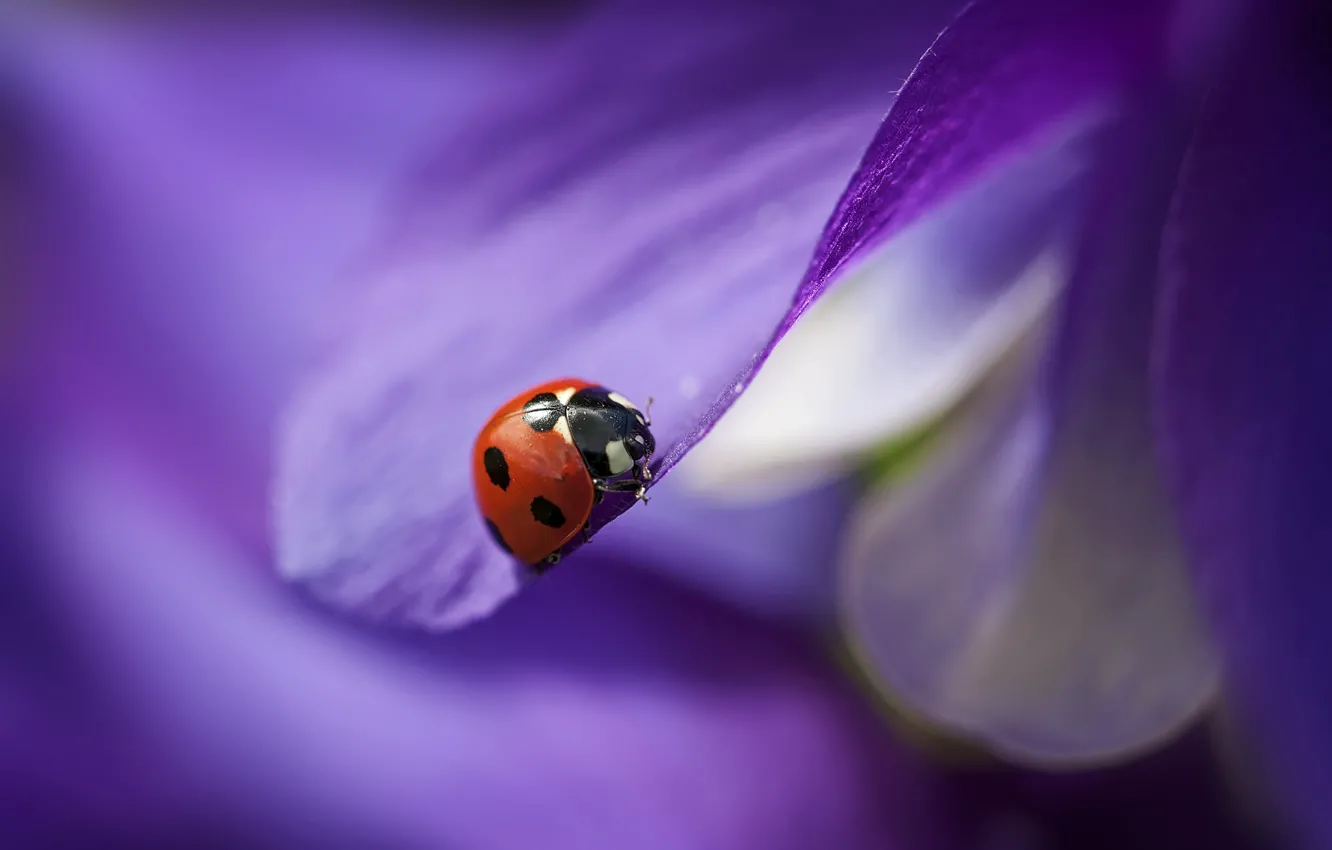 Photo wallpaper purple, flowers, ladybug, petals