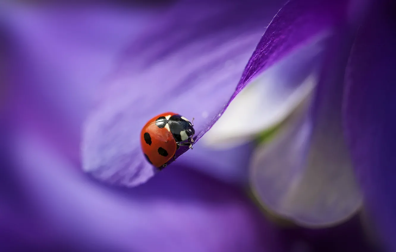 Photo wallpaper flower, purple, ladybug, petals