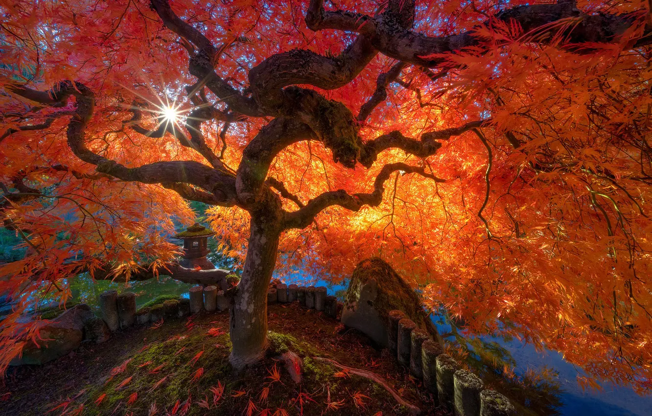 Photo wallpaper autumn, rays, trees, branches, Park, stones, foliage, Asia