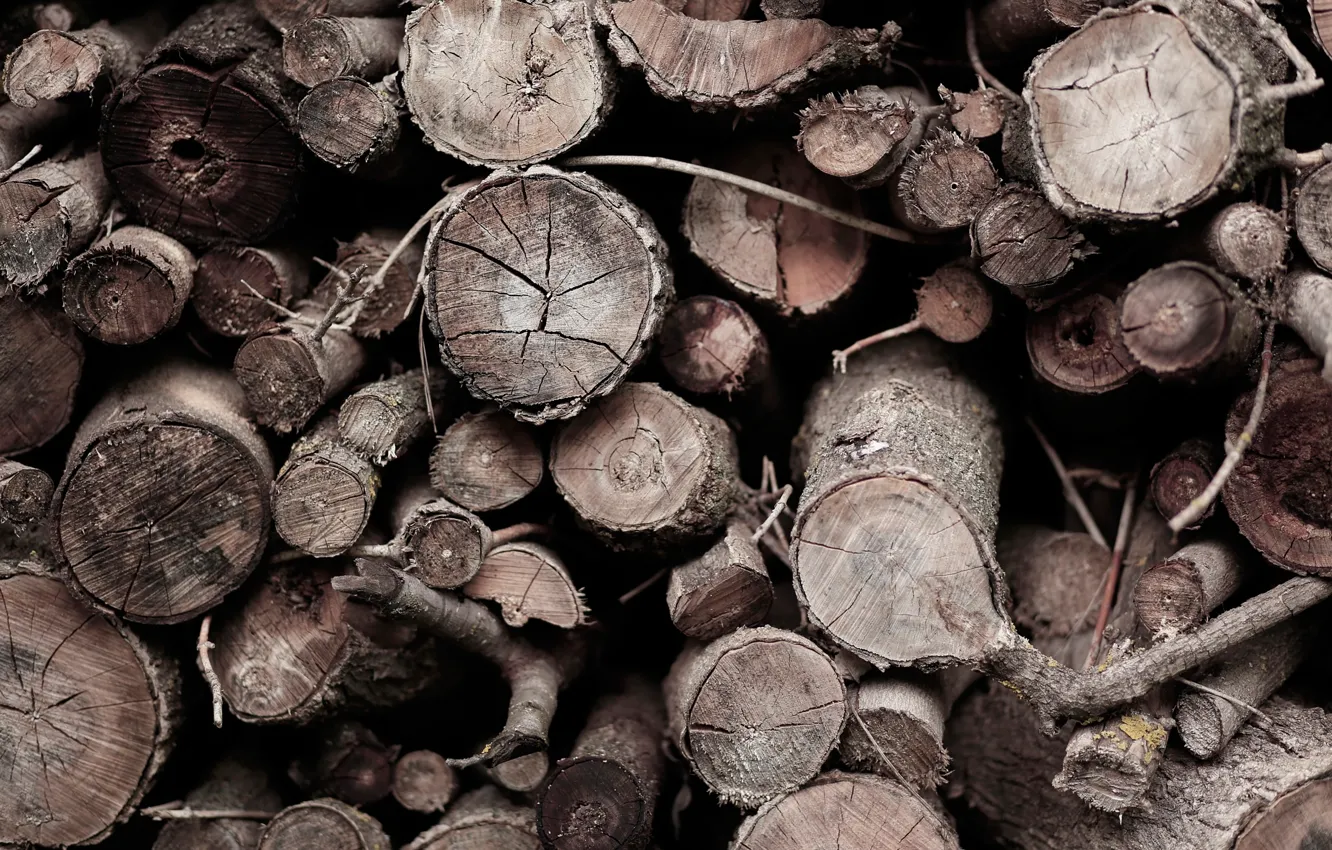 Photo wallpaper macro, trees, branches, saw cut