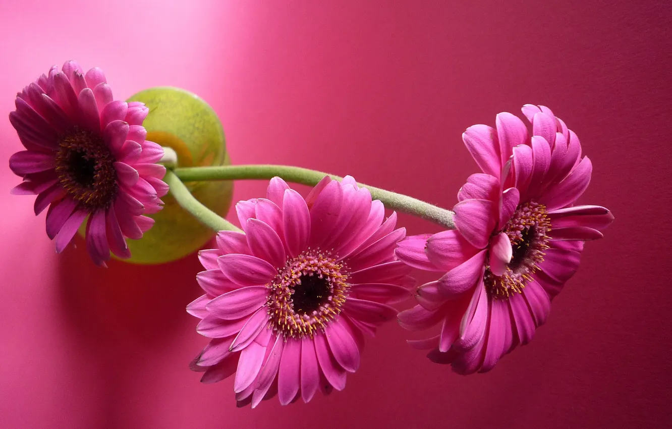 Photo wallpaper flowers, gerbera, pink background