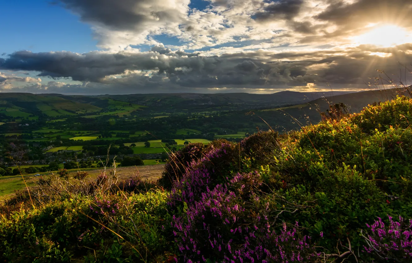 Photo wallpaper field, forest, summer, the sky, the sun, clouds, rays, light