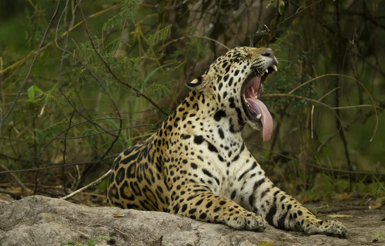 Photo wallpaper language, cat, Jaguar, Brazil, The Pantanal, Mato Grosso do Sul