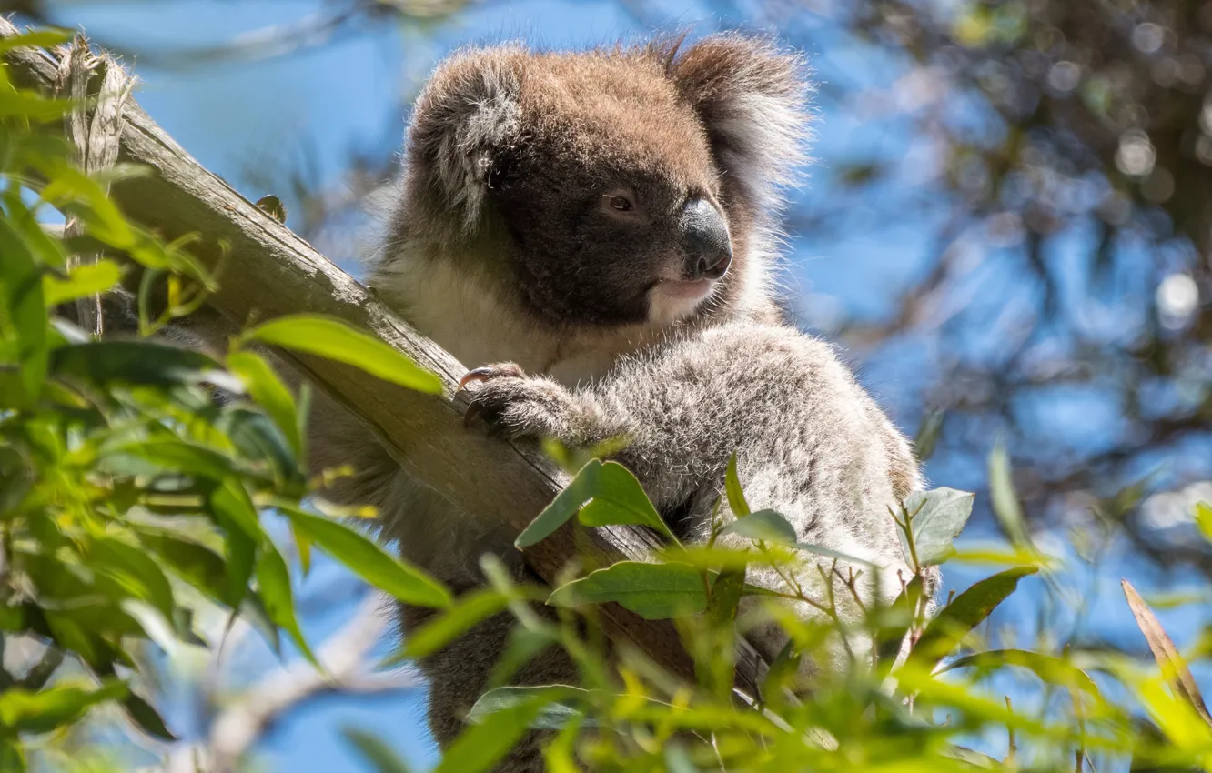Photo wallpaper animals, leaves, branches, tree, Australia, wildlife, Koala, eucalyptus