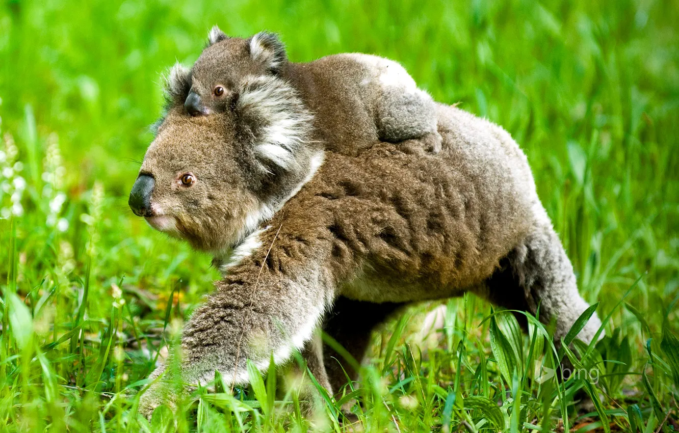 Photo wallpaper grass, nature, bear, Koala